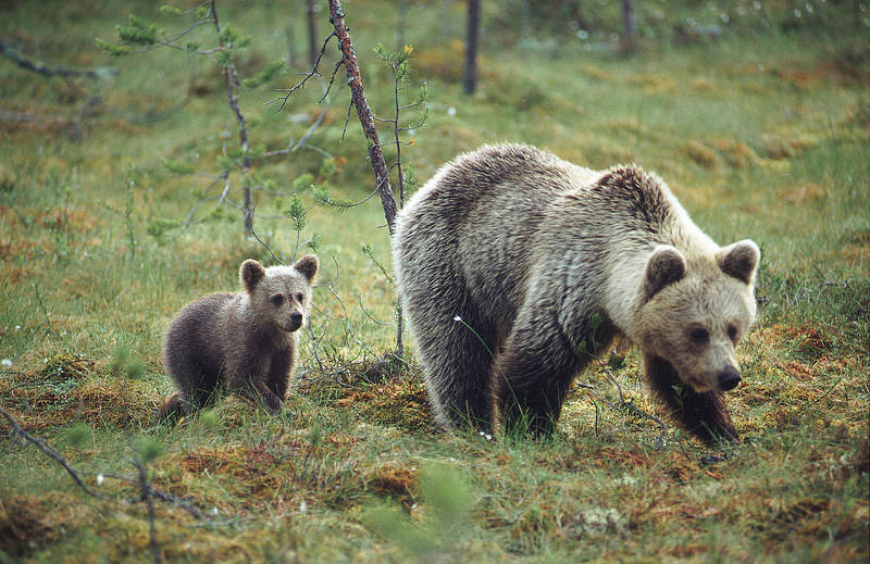 Finland Bear_Visit Finland